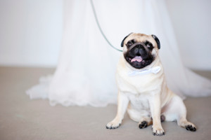 Pets and weddings