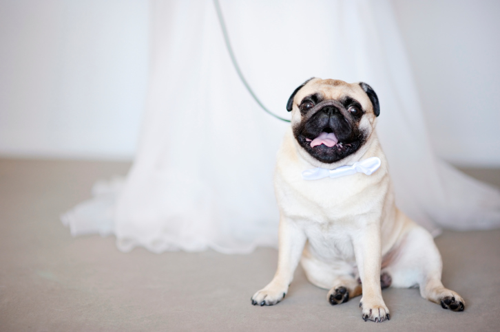 Pets and weddings.