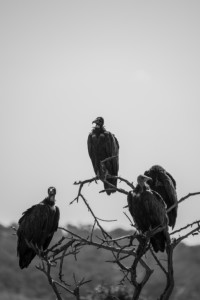 Funeral vultures