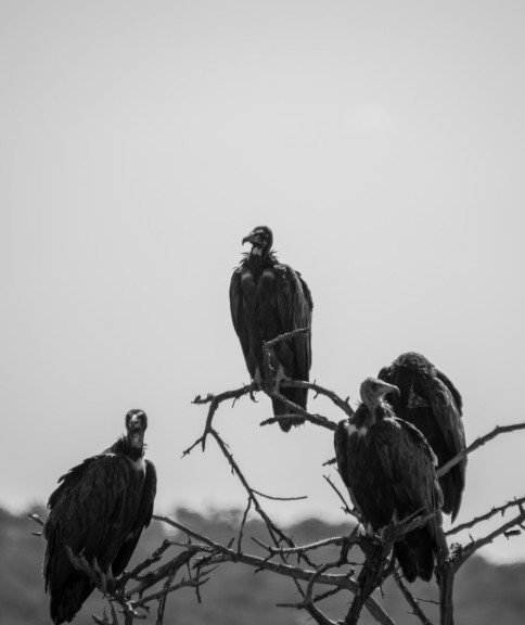 Funeral Vultures