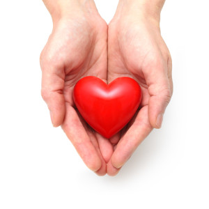 Heart at the human hands