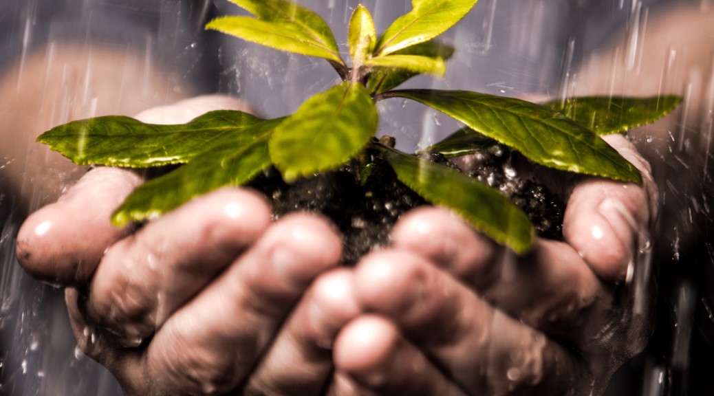 The Green Belt Movement encourages women to earn money by planting trees in Kenya