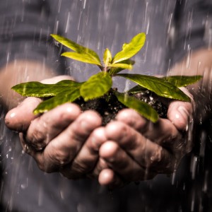 The Green Belt Movement encourages women to earn money by planting trees in Kenya