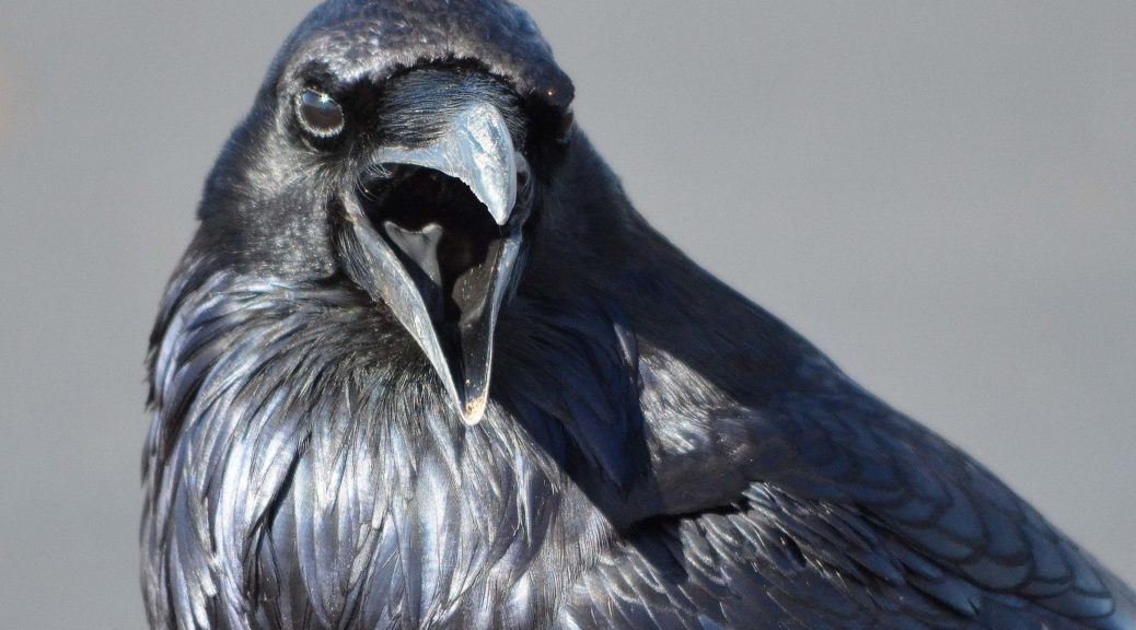 How did ravens and crows get such a bad reputation?