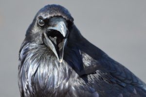  How did ravens and crows get such a bad reputation?