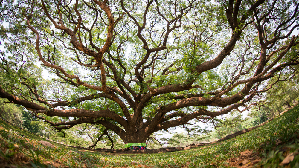 The Bodhi tree is one of the central symbols of Buddhism.