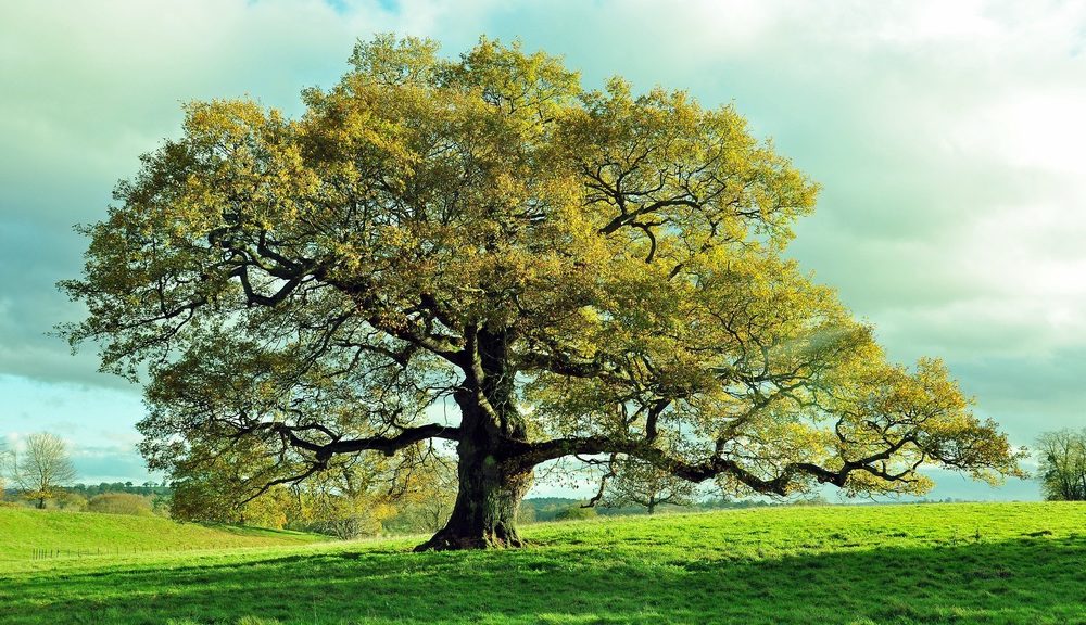 Cultures like the ancient Celts and Norse considered trees sacred.