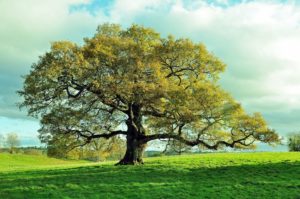Cultures like the ancient Celts and Norse considered trees sacred.