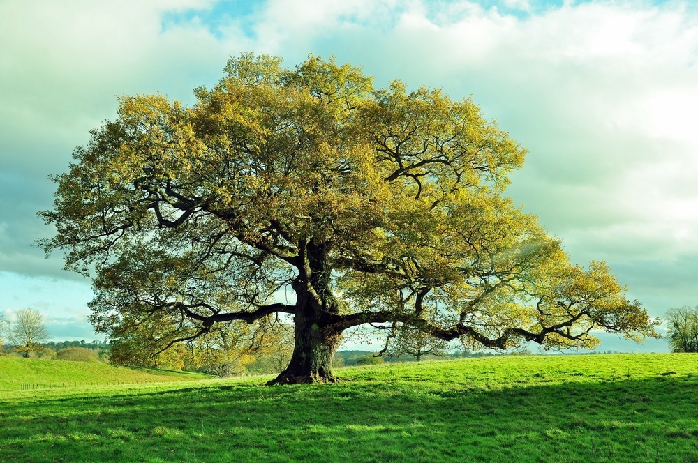 The Sacred Trees in Northern European Pagan Traditions - ULC Blog -  Universal Life Church