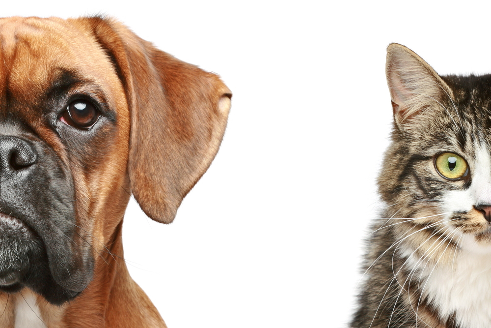 are cats senses better than dogs