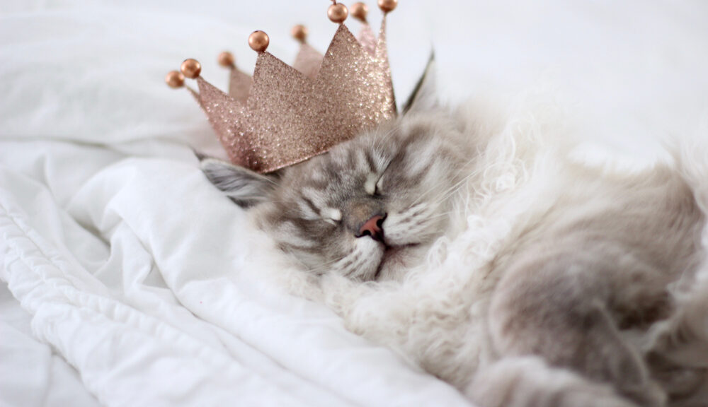 A house cat with a crown on its head--clearly one of many famous felines.