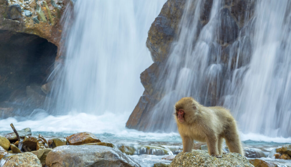 A macaque stands right beside a waterfall.