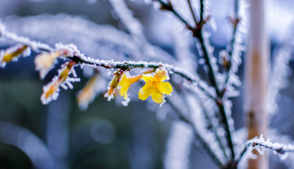 Some winter plants covered in snow.