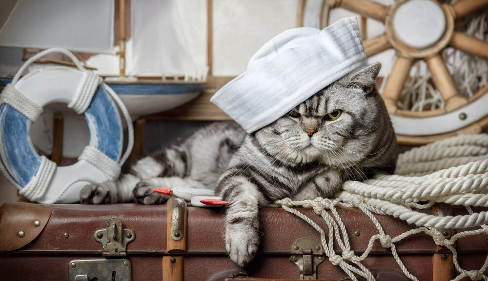 A captain's cat on the high seas looks over the ship.