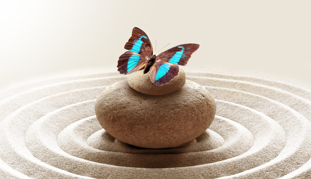A picture of a butterfly on top of a rock.