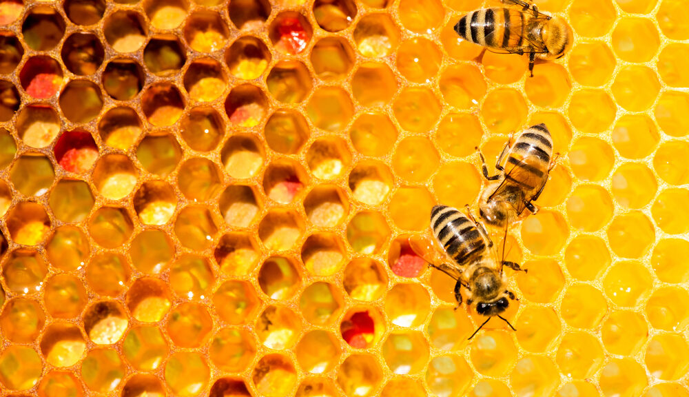 Three bees nestle into a honeycomb.