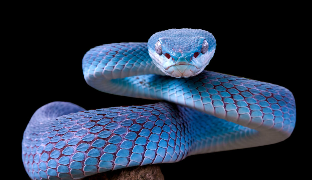 A blue snake sits coiled on a branch.