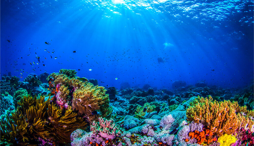 A picture of a coral reef and some fish.