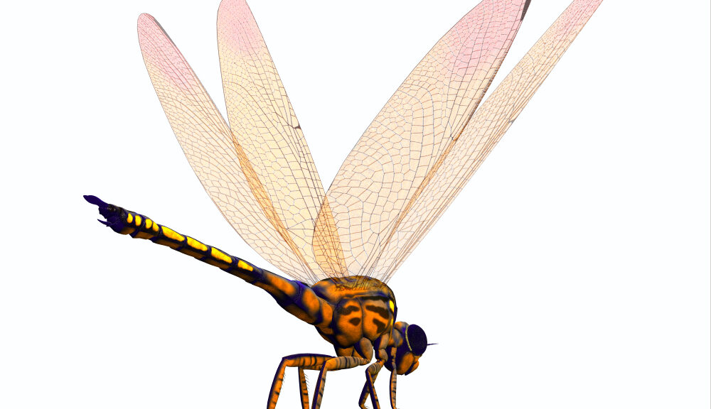 An artist's depiction of a dragonfly.