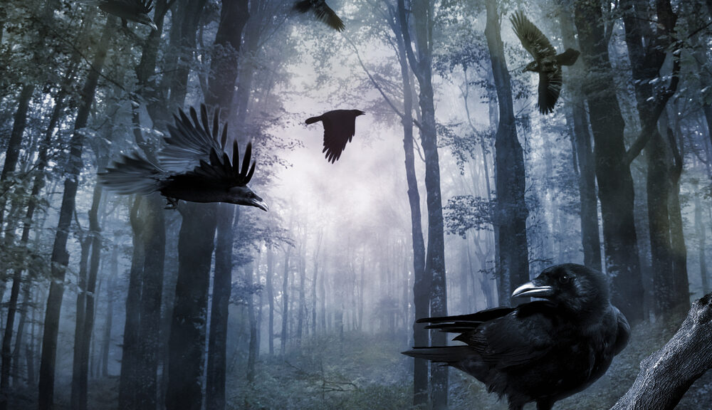 dark forest superstitions birds crows