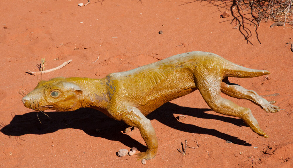 A model of a cynodont--a dog-sized reptile that lived millions of years ago.