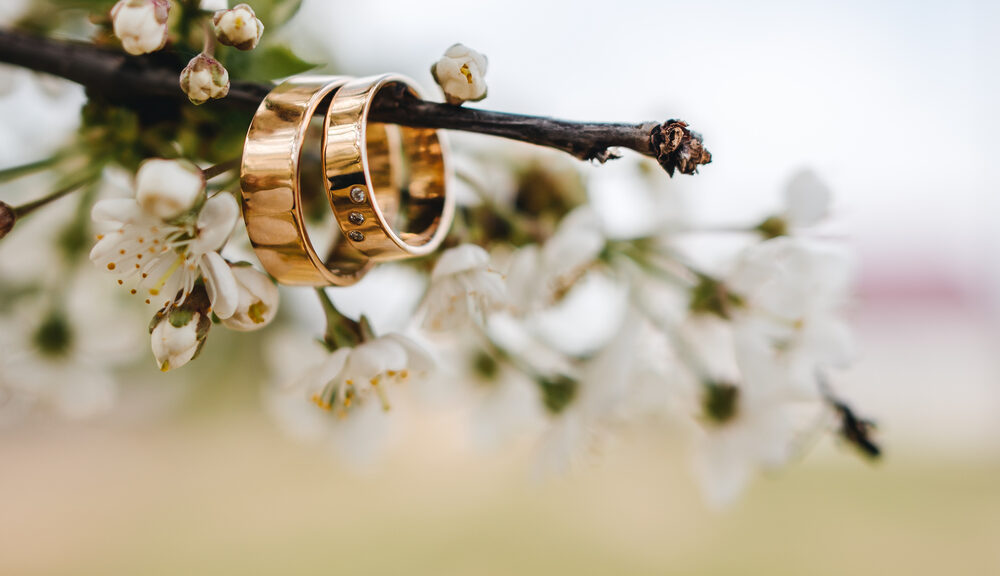 A picture of two wedding rings on a branch. Wedding rings are just one of many commonplace wedding traditions.