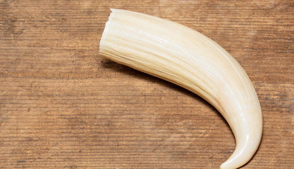 A picture of a sperm whale tooth. These are typically presented as gifts in just one of many bizarre international wedding traditions.