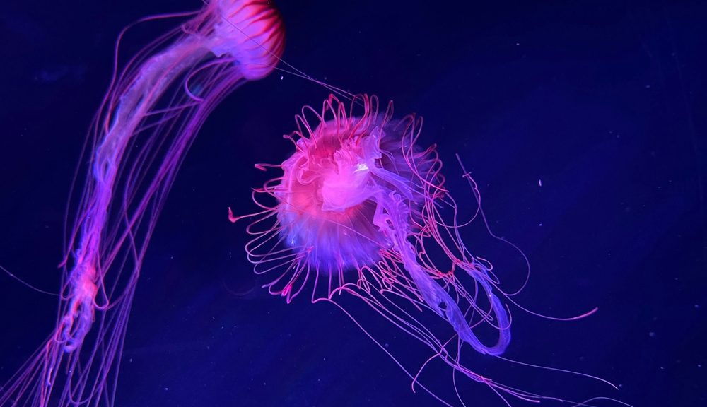 Do living things glow?