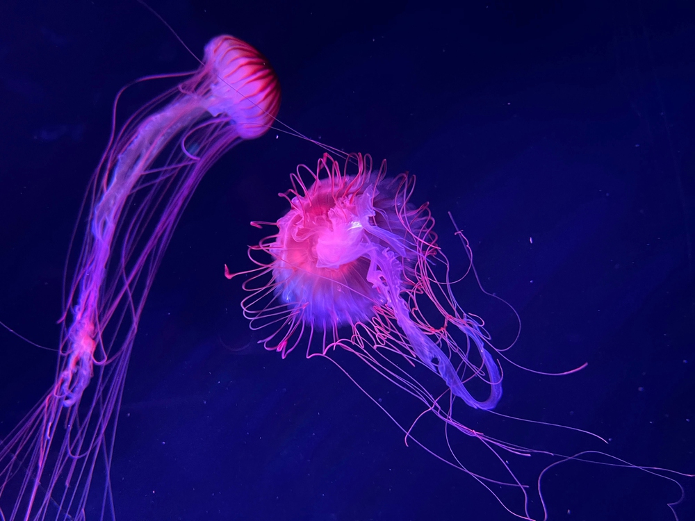 Do living things glow?